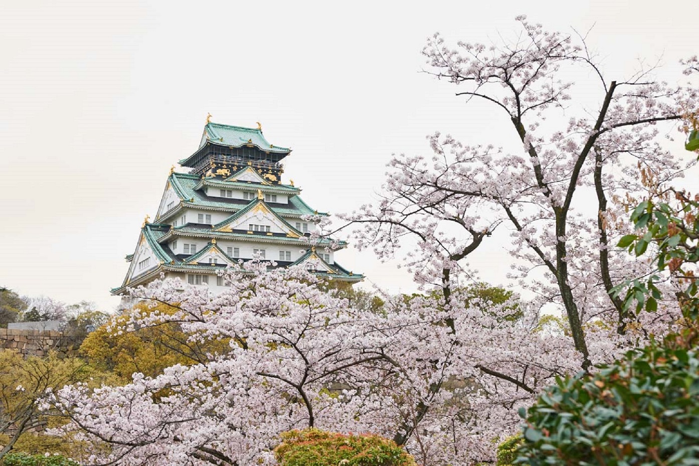 桜 特別史跡 大阪城公園