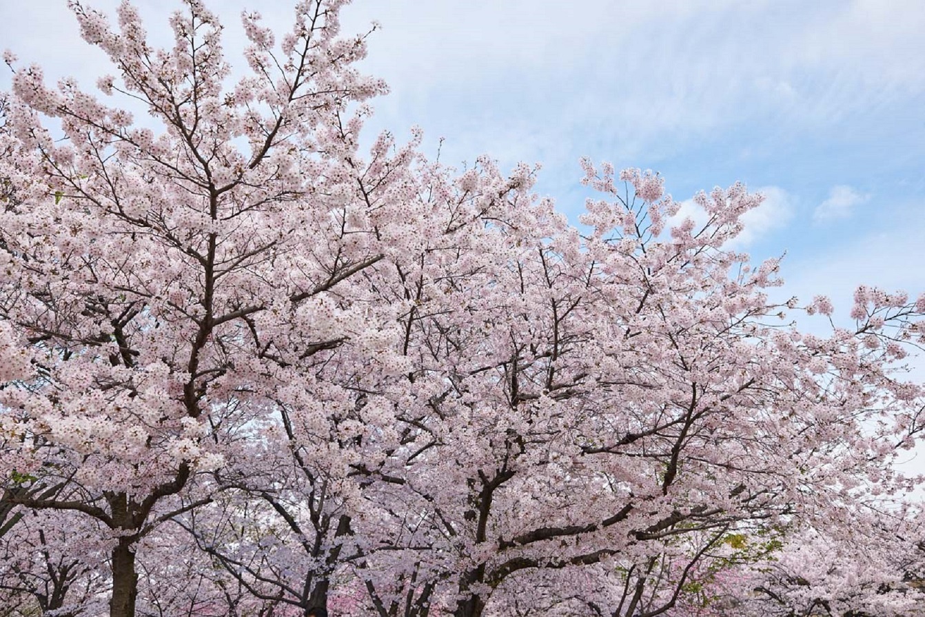 桜 特別史跡 大阪城公園