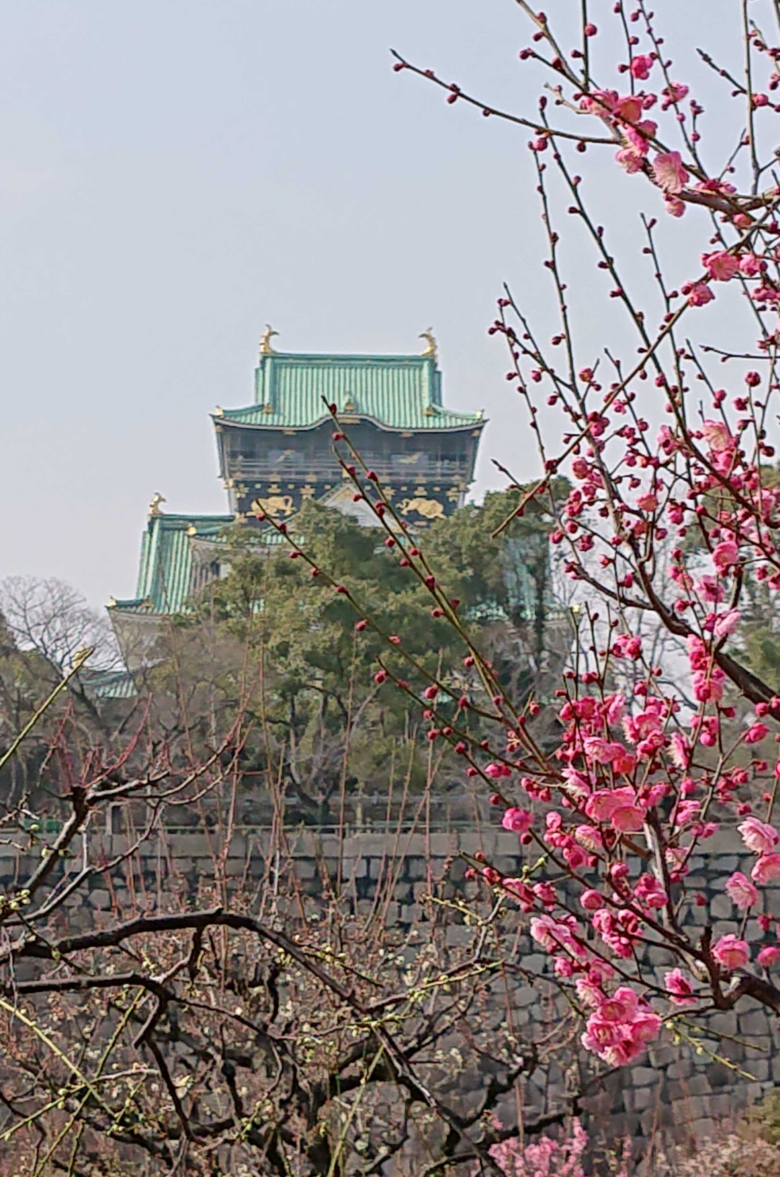 Japan Image 大阪城 桜 ライトアップ